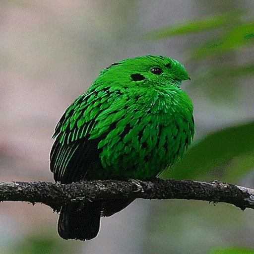 Магазин green bird. Greenbird.